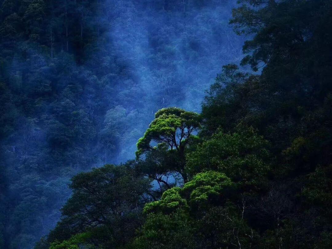 美妙森林找不同